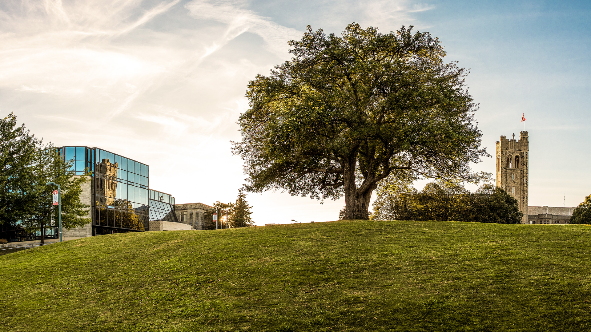 UC Hill with tree