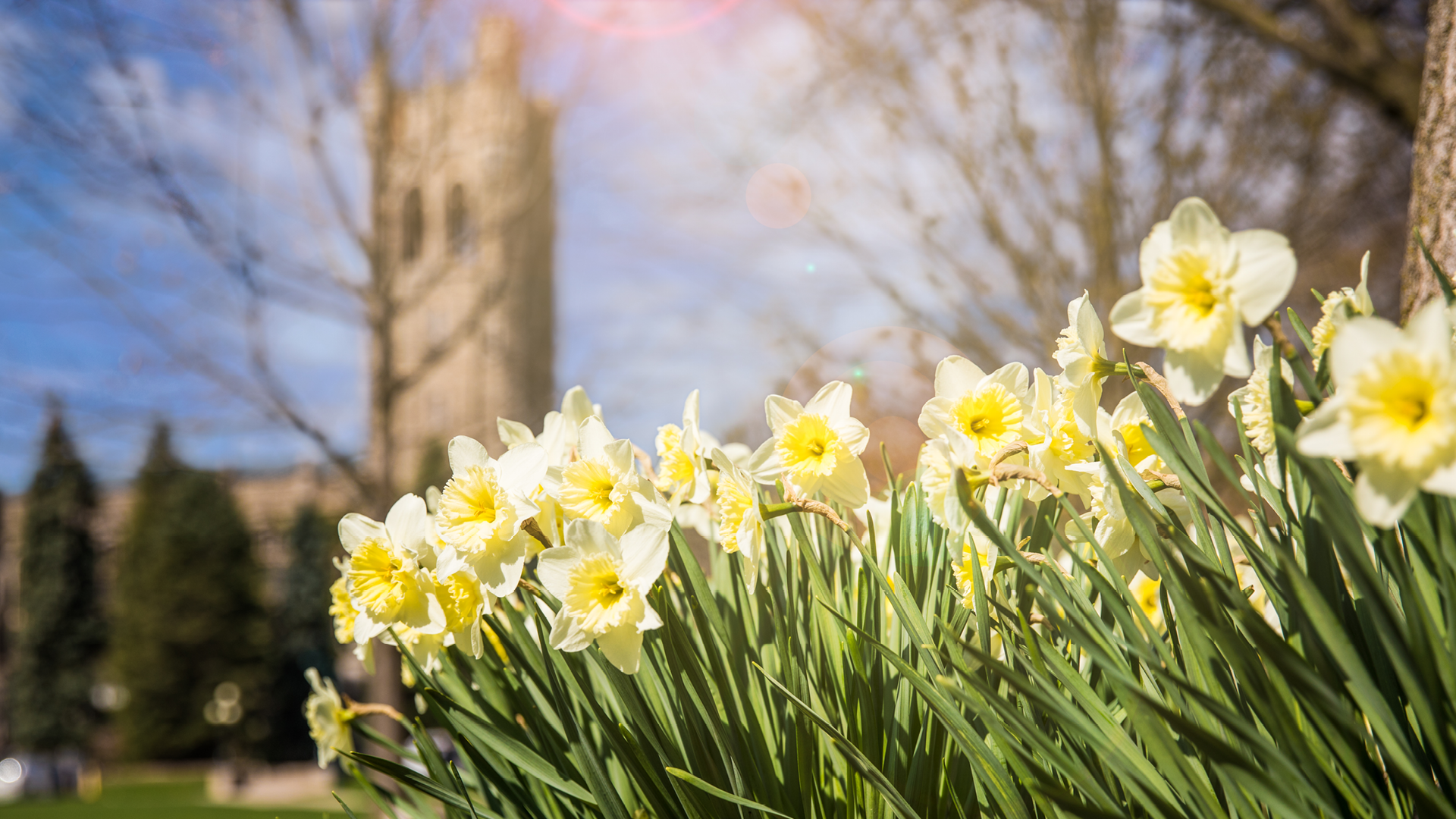 Campus with flowers